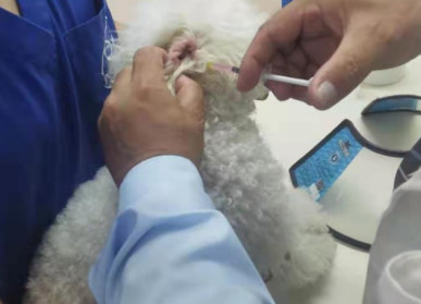Laser treatment external otitis media Laser treatment external otitis media