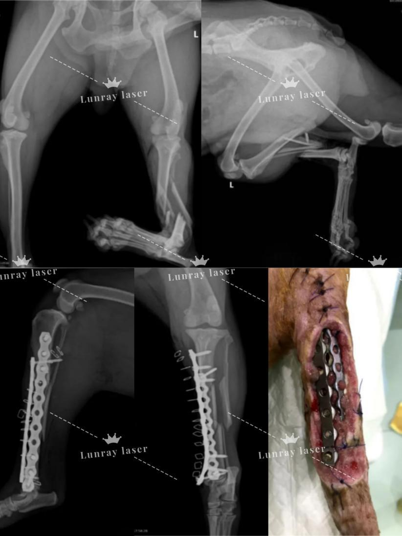 veterinary laser veterinary laser