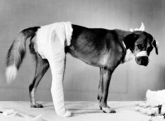 Therapy Laser Treatment of Fractures in Animals